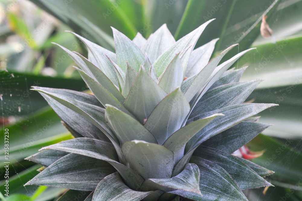 Pineapple growing on a pineapple plant with its distinctive crown Pineapple growing on a pineapple plant with its distinctive crown