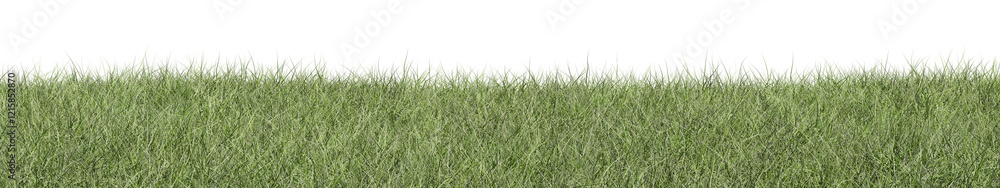 Fototapeta premium green grass isolated on white background