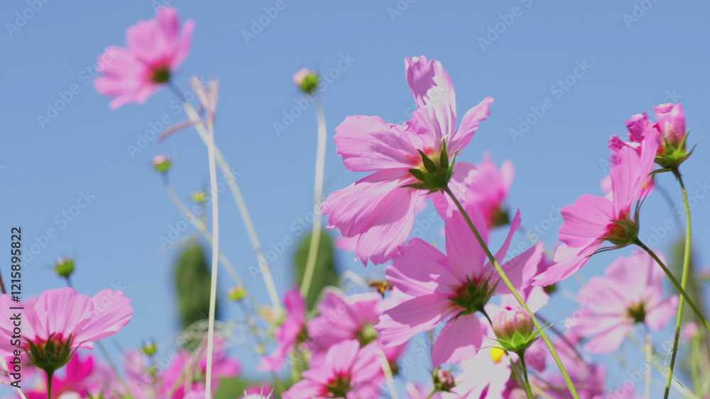 Pink cosmos flowers bloom beautifully in winter. Pink cosmos flowers bloom beautifully in winter.