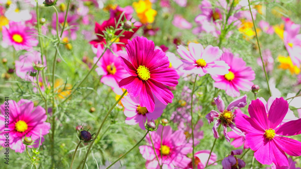 Orange and Pink cosmos flowers bloom beautifully in winter. Orange and Pink cosmos flowers bloom beautifully in winter.