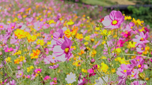 Orange and Pink cosmos flowers bloom beautifully in winter.