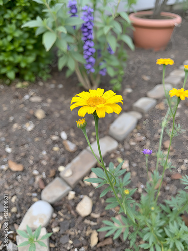 Yellow corolla in garden. photo