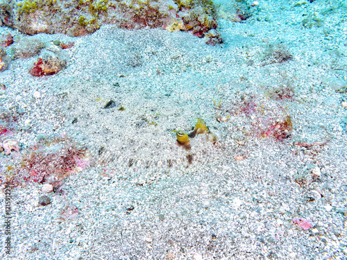 美しいトゲダルマガレイ（カレイ目）。
英名学名：Leopard flounder, Bothus pantherinus
静岡県伊豆半島賀茂郡南伊豆町中木ヒリゾ浜2024年
 photo