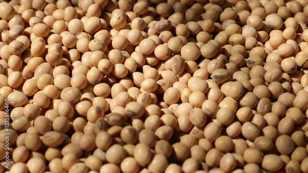 Closeup of a soy, soybeans seeds on a plate, yellow dry soybeans, soy background, beans texture background, yellow seeds Closeup of a soy, soybeans seeds on a plate, yellow dry soybeans, soy background, beans texture background, yellow seeds