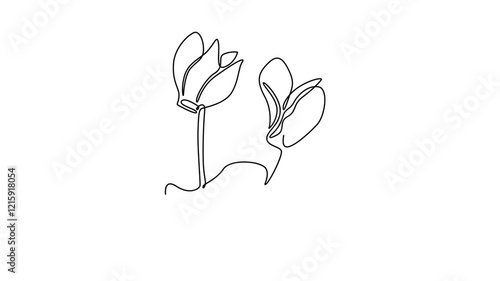 Animated self drawing of continuous line draw beauty fresh cyclamen sowbread home decoration wallpaper art poster print. Decorative swinebread flower for greeting card. Full length one line animation photo