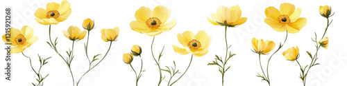 Set of yellow poppies on transparent or white background. Spring yellow flowers with green leaves.