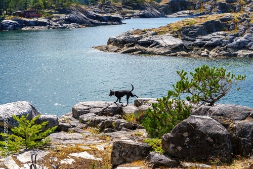 Dog walking on the scenic coastline at Smuggler Cove Marine Park, Sunshine Coast, BC, Canada