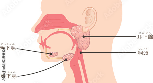 耳下腺・唾液腺・舌下腺のイラスト
submandibular gland,sublingual gland,parotid gland