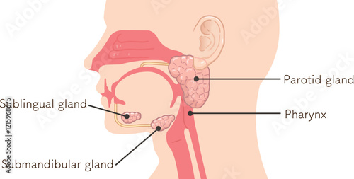 耳下腺・唾液腺・舌下腺のイラスト
submandibular gland,sublingual gland,parotid gland