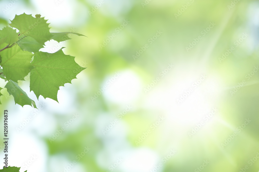 Young tree leaves on a light green background Young tree leaves on a light green background