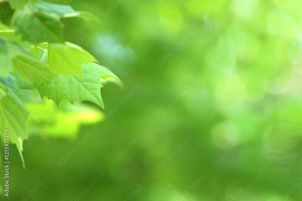 Young tree leaves on a light green background Young tree leaves on a light green background