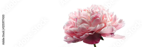 A soft pink peony flower against a transparent background.