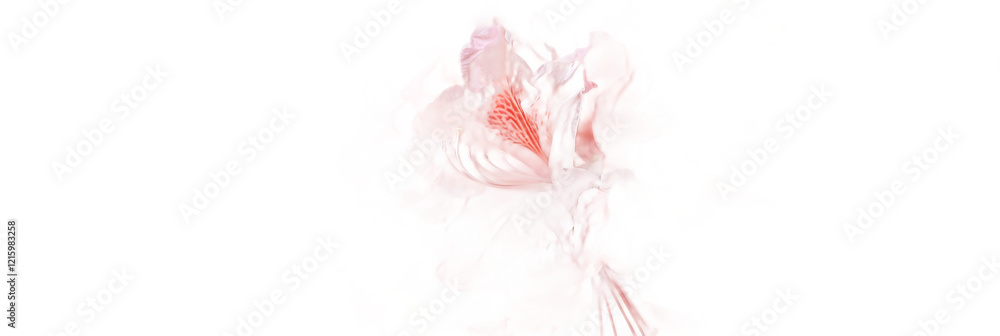 Fototapeta premium A soft pink rhododendron flower against a transparent background.