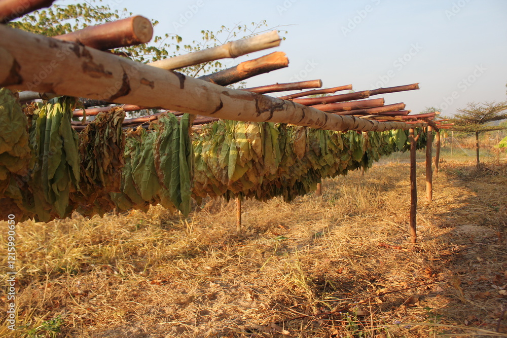 Fototapeta premium The tobacco plant (Nicotiana tabacum) is a hardy, herbaceous plant that belongs to the nightshade family, Solanaceae. It is cultivated primarily for its large, broad leaves, which contain nicotine