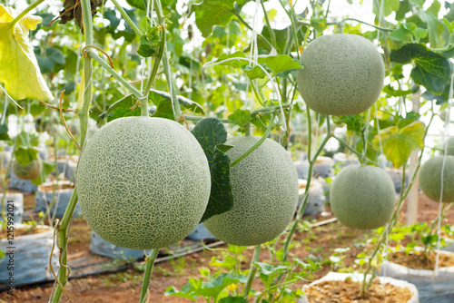 Japanese green cantaloupe. Fresh melon on tree in gardenJapanese green cantaloupe. Fresh melon on tree in garden photo