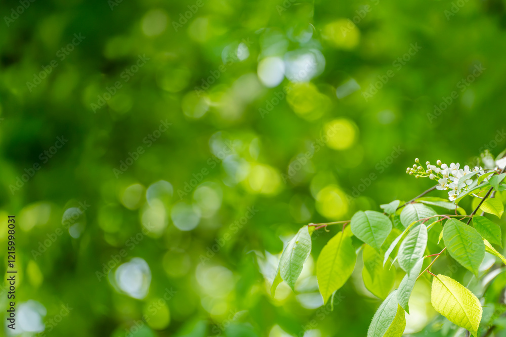 Young tree leaves on a light green background Young tree leaves on a light green background