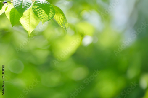 Young tree leaves on a light green background