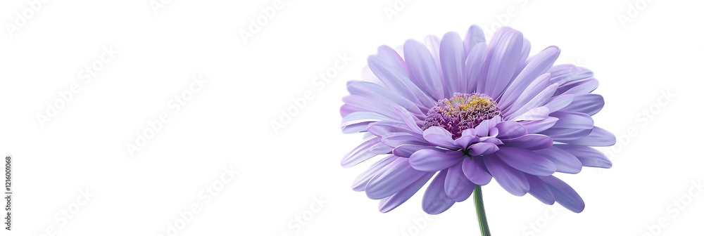 Obraz premium A striking purple aster flower against a transparent background.