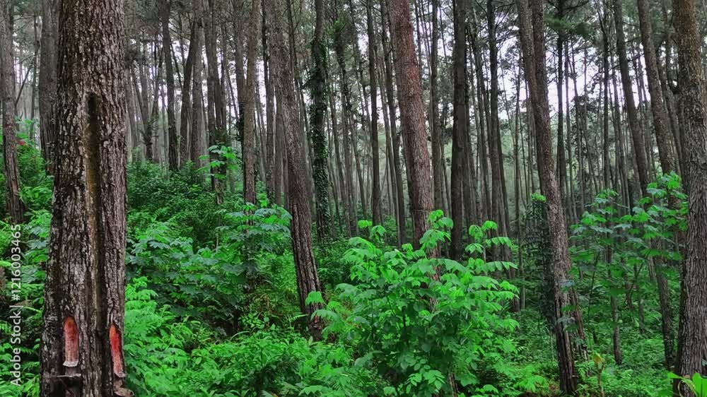 Aesthetic Pine Forests in Indonesia that have many benefits - Aesthetic Forests Aesthetic Pine Forests in Indonesia that have many benefits - Aesthetic Forests