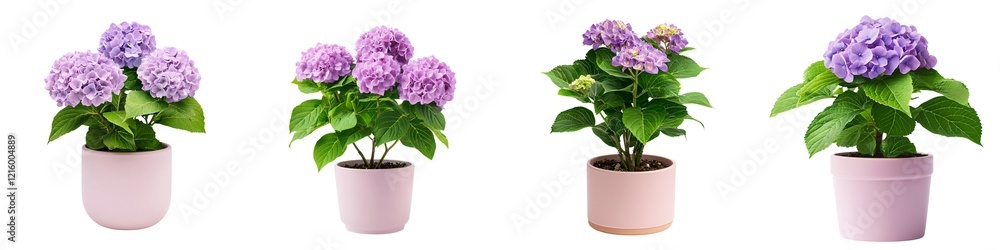 Obraz premium Flower pot isolated collection concept. Four potted hydrangea plants with vibrant purple blooms, arranged in pink pots, showcasing their lush green leaves.