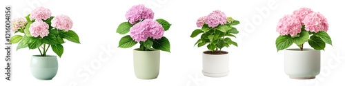 Obraz na płótnie Flower pot isolated collection concept. Four vibrant pink hydrangea plants in modern pots, showcasing their lush blossoms and green leaves, perfect for home decor. w salonie