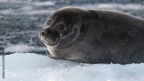 Portrait of a lone young seal resting on floating ice block in the arctic sea