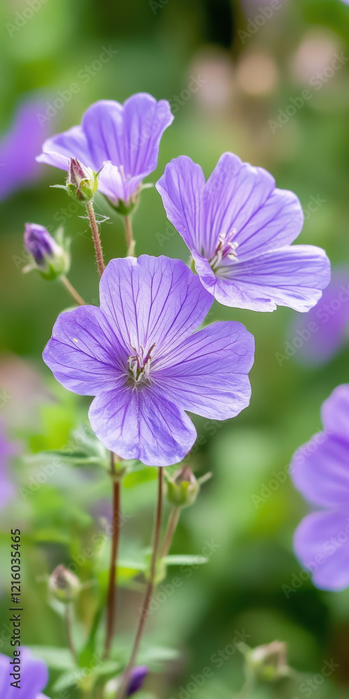 Vibrant purple geraniums with delicate petals in a lush green garden setting Vibrant purple geraniums with delicate petals in a lush green garden setting