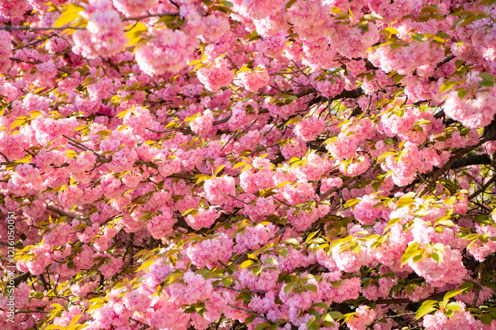 pink spring sakura blossom. spring sakura blooming on branch. photo of spring sakura bloom. pink spring sakura blossom. spring sakura blooming on branch. photo of spring sakura bloom.