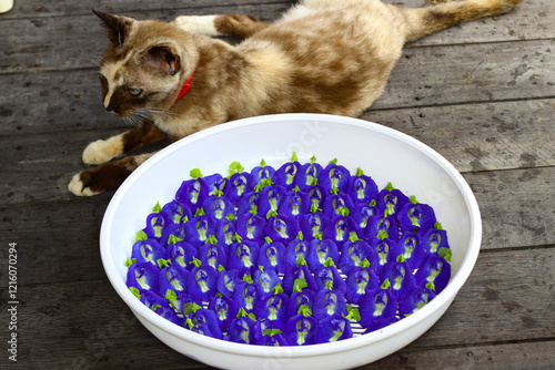 Drying bunga telang or butterfly pea flower. One of antioxidant flowers use for herbal drink and natural color.