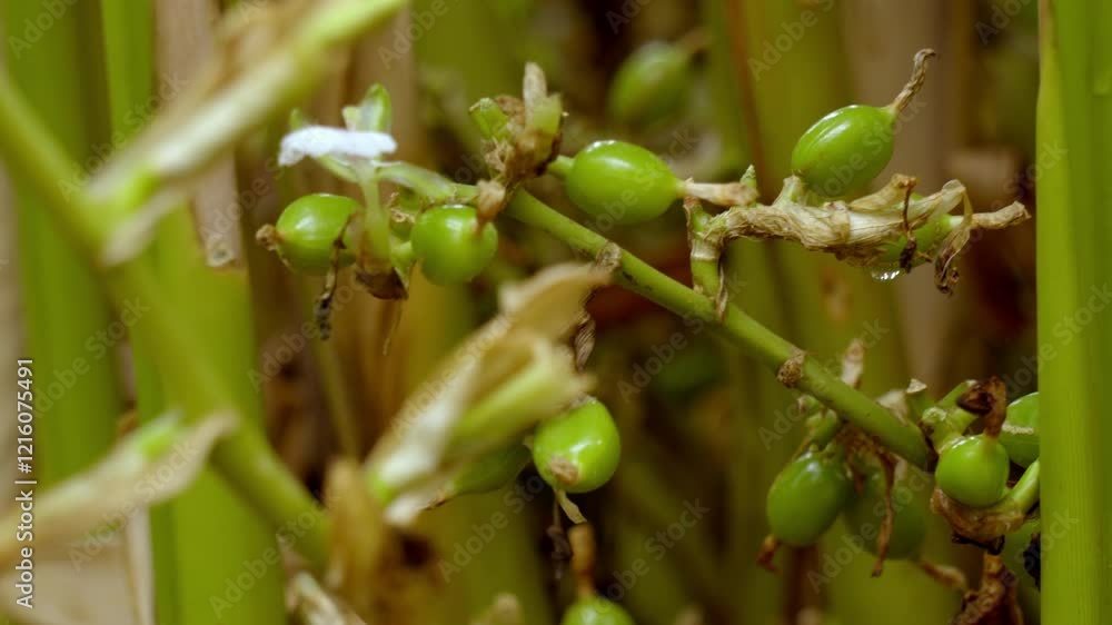 Cardamom plant with unripe seed, cardamon or cardamum plant,unripe seed,flowers and cardamon branches, plant stem of the cardamom Cardamom plant with unripe seed, cardamon or cardamum plant,unripe seed,flowers and cardamon branches, plant stem of the cardamom