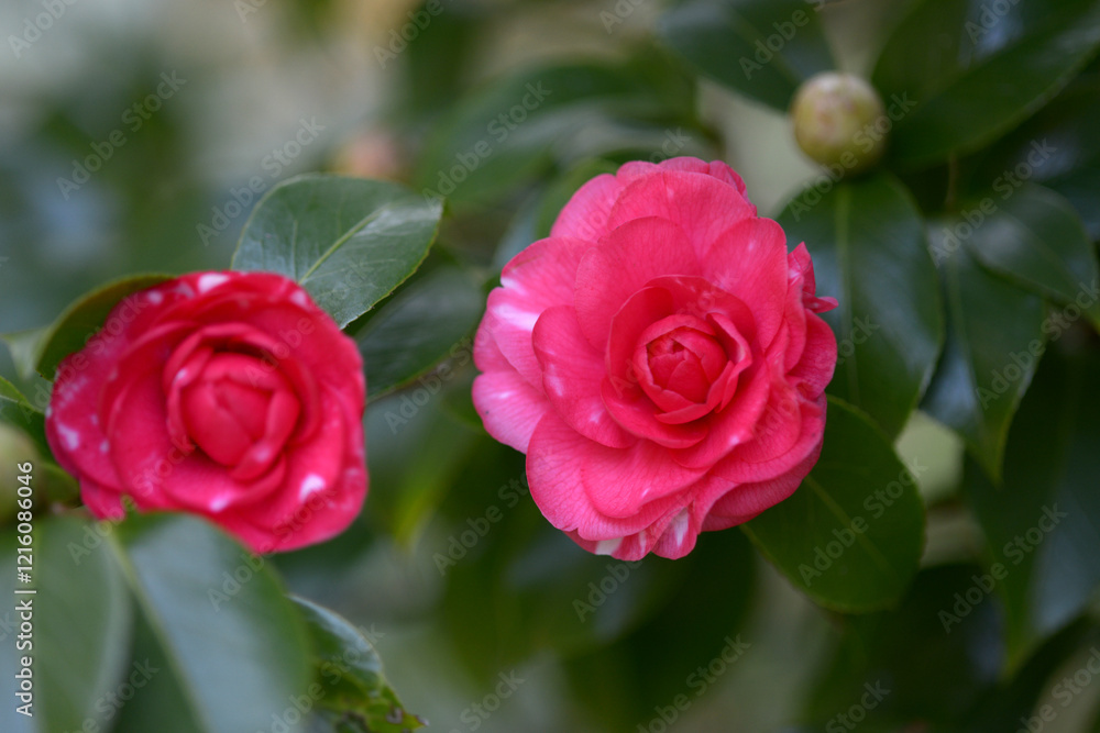 菊冬至 ツバキ 菊冬至 ツバキ