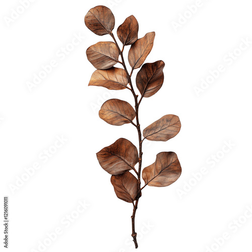  Dired spical eucalyptus branch isolated on white photo