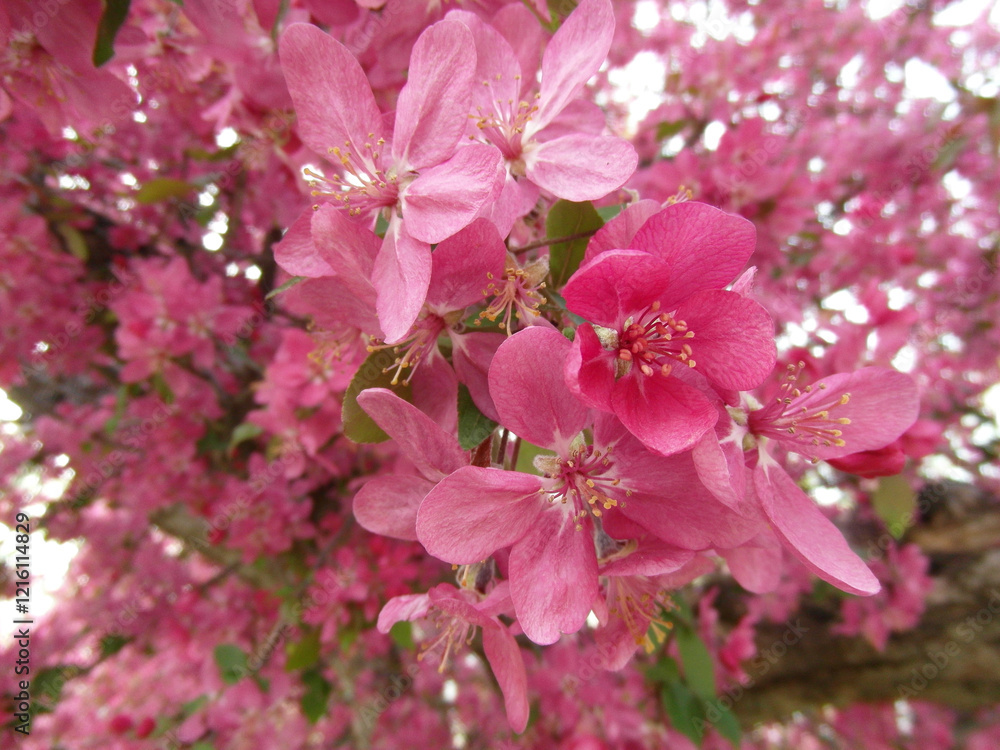 A flowering branch of a purple crabapple tree up close. A flowering branch of a purple crabapple tree up close.