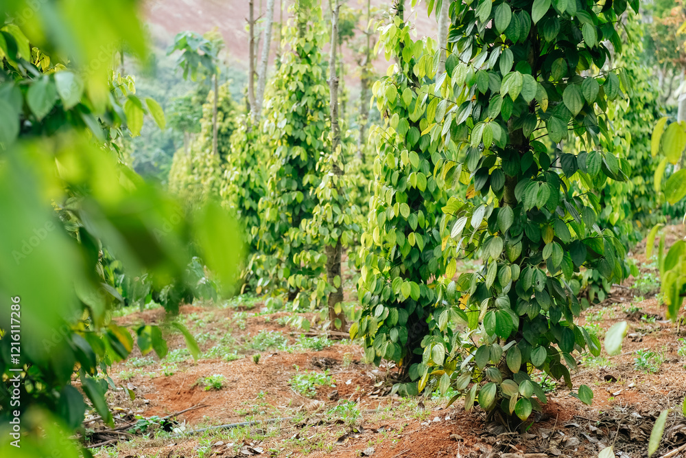 Hand of owner garden showing fresh peppercorns on pepper tree, ready to harvest on nest tree. Harvest black pepper. Fresh growing unripe peppercorns. Hand of owner garden showing fresh peppercorns on pepper tree, ready to harvest on nest tree. Harvest black pepper. Fresh growing unripe peppercorns.