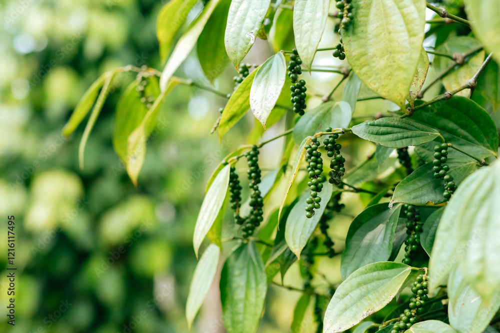 Hand of owner garden showing fresh peppercorns on pepper tree, ready to harvest on nest tree. Harvest black pepper. Fresh growing unripe peppercorns. Hand of owner garden showing fresh peppercorns on pepper tree, ready to harvest on nest tree. Harvest black pepper. Fresh growing unripe peppercorns.
