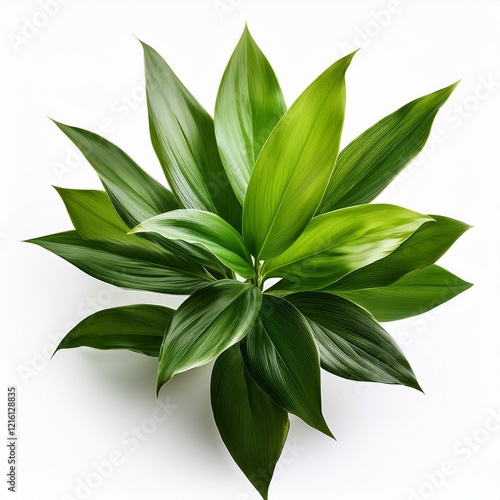 Wallpaper Mural Green Plant Isolated on a Pure White Background with Clipping Path Torontodigital.ca