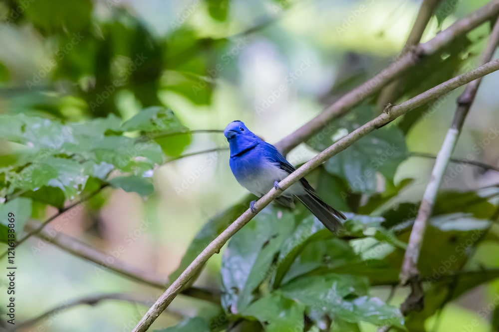 Fototapeta premium The Black-naped Monarch in nature