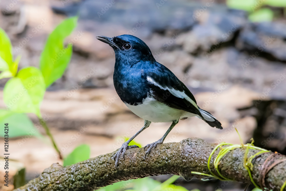 Obraz premium The Oriental magpie robin on a branch