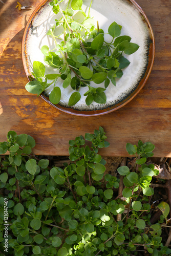 harvesting of young green chickweed leaves, vegetarian garden 