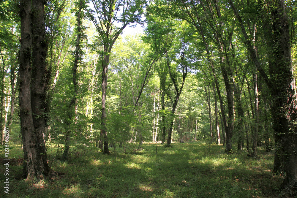 Beautiful natural view from the forest in summer. Azerbaijani forests. Beautiful natural view from the forest in summer. Azerbaijani forests.