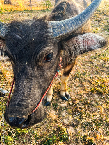 close up of a buffalo