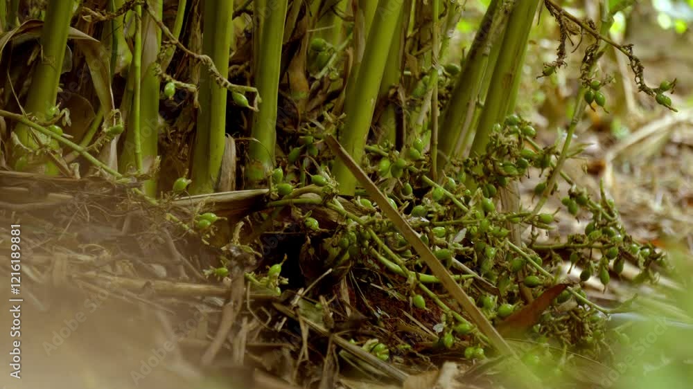 Cardamom plant with unripe seed, cardamon or cardamum plant,unripe seed,flowers and cardamon branches, plant stem of the cardamom Cardamom plant with unripe seed, cardamon or cardamum plant,unripe seed,flowers and cardamon branches, plant stem of the cardamom