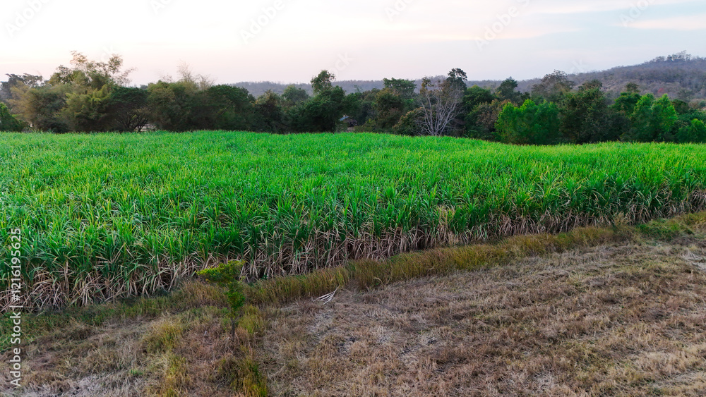 Obraz premium Sugarcane in the vast fields.