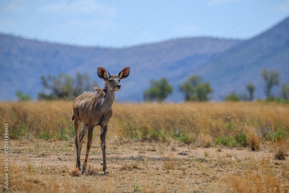 Fototapeta premium A single young male kudu standing with mountains in the background