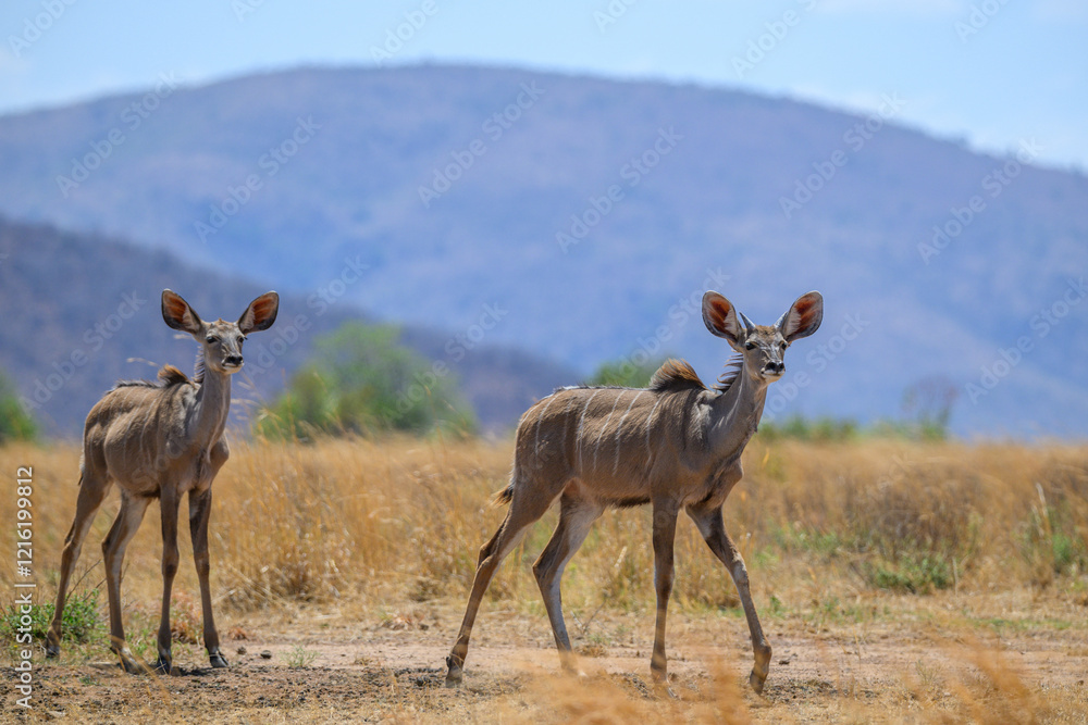 Fototapeta premium A pair of young male kudu with mountains in the background