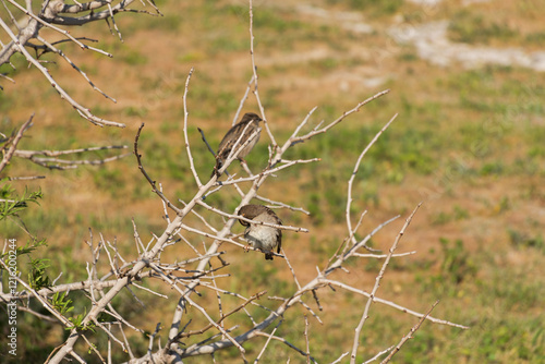 A sparrow is sitting on a branch. Close-up portrait of a sitting sparrow against a blurred grass background. Urban birds bask in the rays of the warm spring sun. The birds are cleaning their feathers