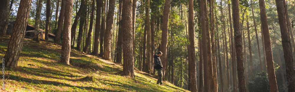 travel and people activity concept with asian man hiking in tropical forest with pine tree on mountain travel and people activity concept with asian man hiking in tropical forest with pine tree on mountain