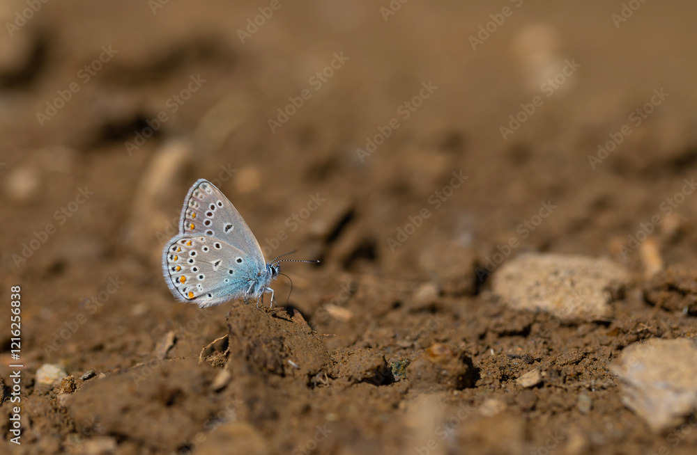 mineral field blue butterfly, Turkmenistan Zephyr Blue, Plebejus zephyrinus