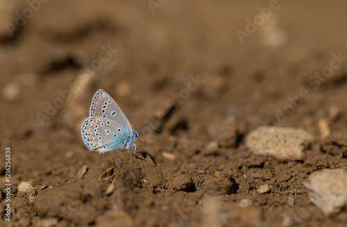 Obraz na płótnie mineral field blue butterfly, Turkmenistan Zephyr Blue, Plebejus zephyrinus w salonie
