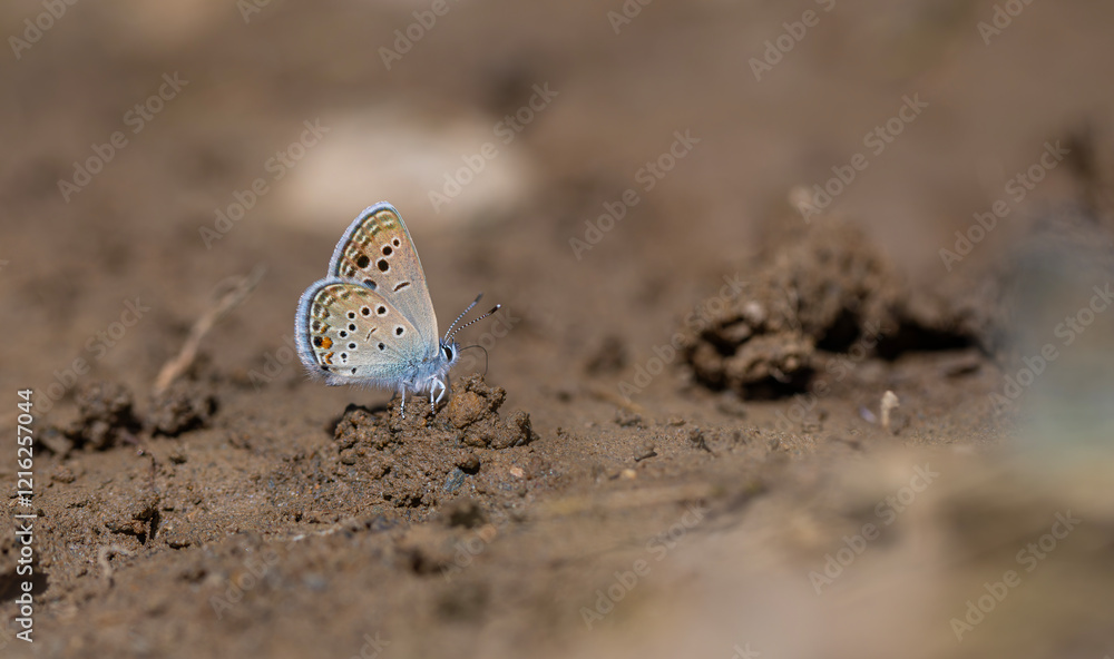 little blue butterfly picking up a mineral on the ground, Odd-spot Blue, Turanana endymion